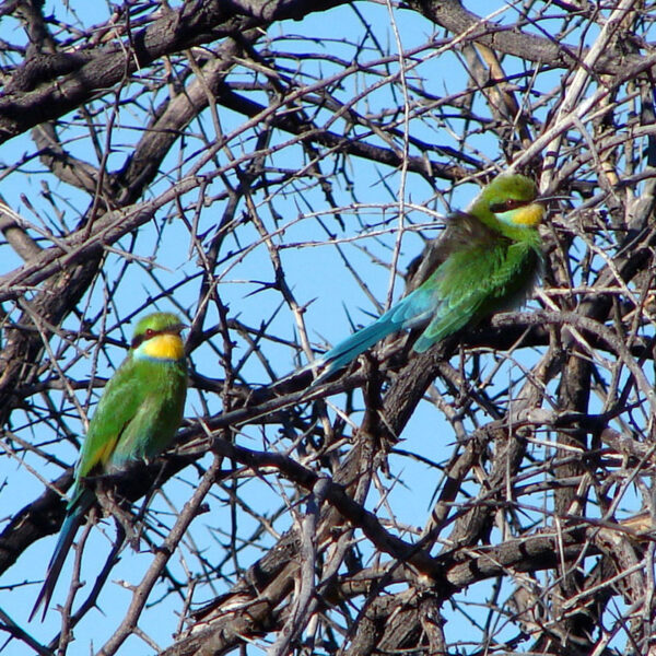 Zwei grüne Bienenfresser sitzen in einem dornigen Busch auf der Farm in Namibia.