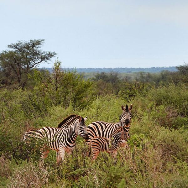 Zebras stehen zwischen Büschen auf der Farm in Namibia.