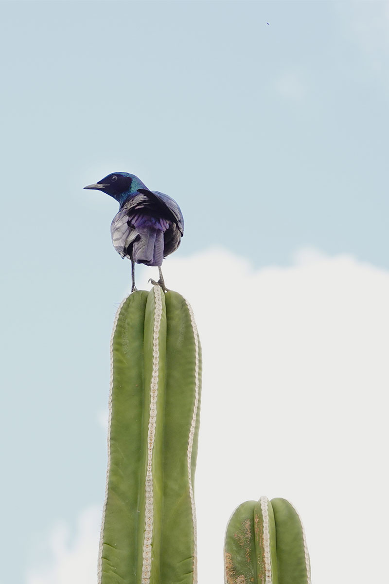 Vogel auf einem Kaktus in der namibischen Natur bei Ombakata – Safari‑Wildlife und ungewöhnliche Landschafts‑Szene