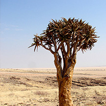 Menü „Faszination Süden“ bei Ombakata – Safari‑Touren und Rundreise‑Highlights im Süden Namibias