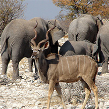 Menü „Grand Royale“ bei Ombakata – Safari‑Tour „Grand Royale“ mit Höhepunkten in Namibia