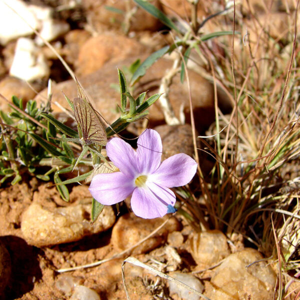 Kleine Blume im namibischen Boden – Naturverbundenheit bei Ombakata