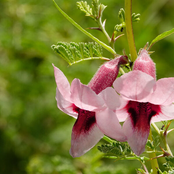 Zarte Blüte in der namibischen Natur rund um Ombakata Safari & Jagd