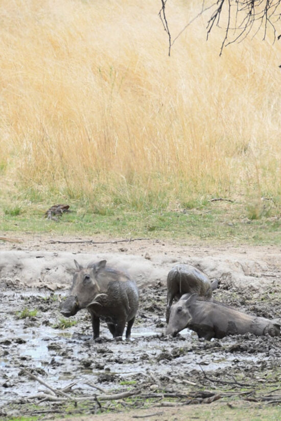 Warzenschweine an einer Suhle in Namibia